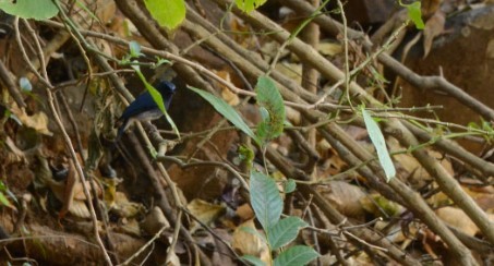 White-bellied Blue Flycatcher - Vinay Mishra
