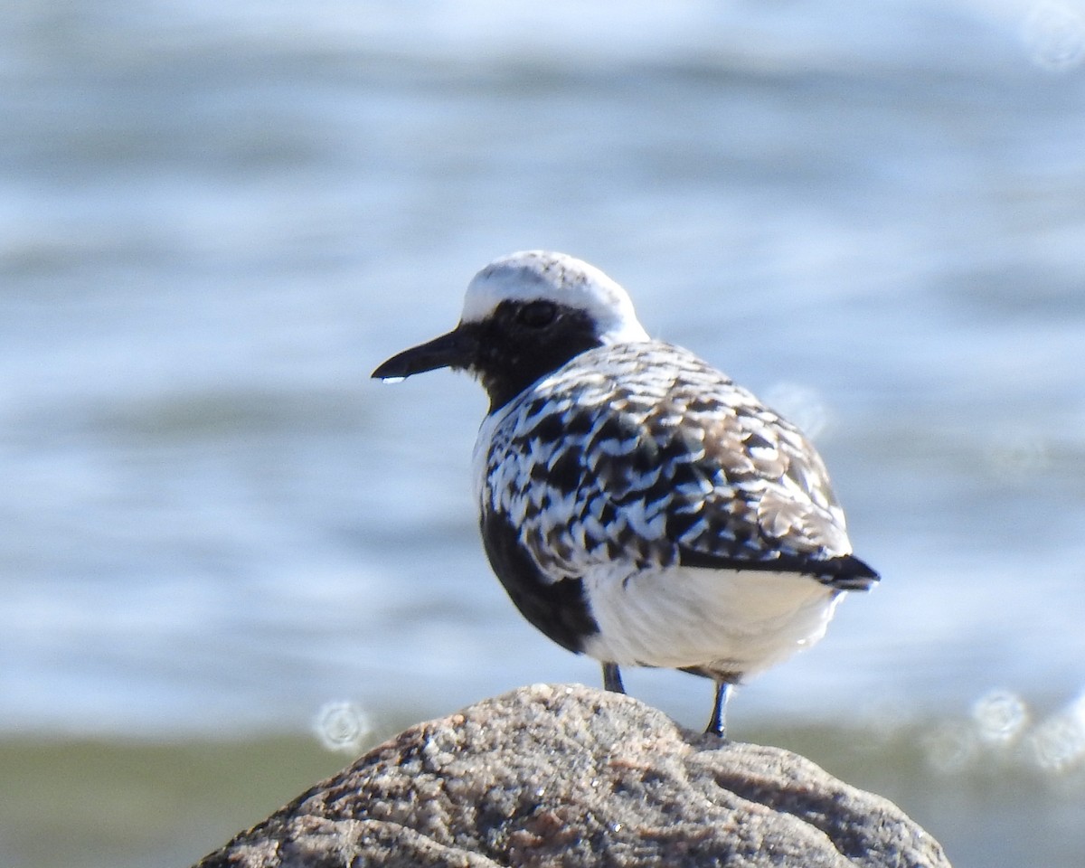 Black-bellied Plover - Betsy McCully