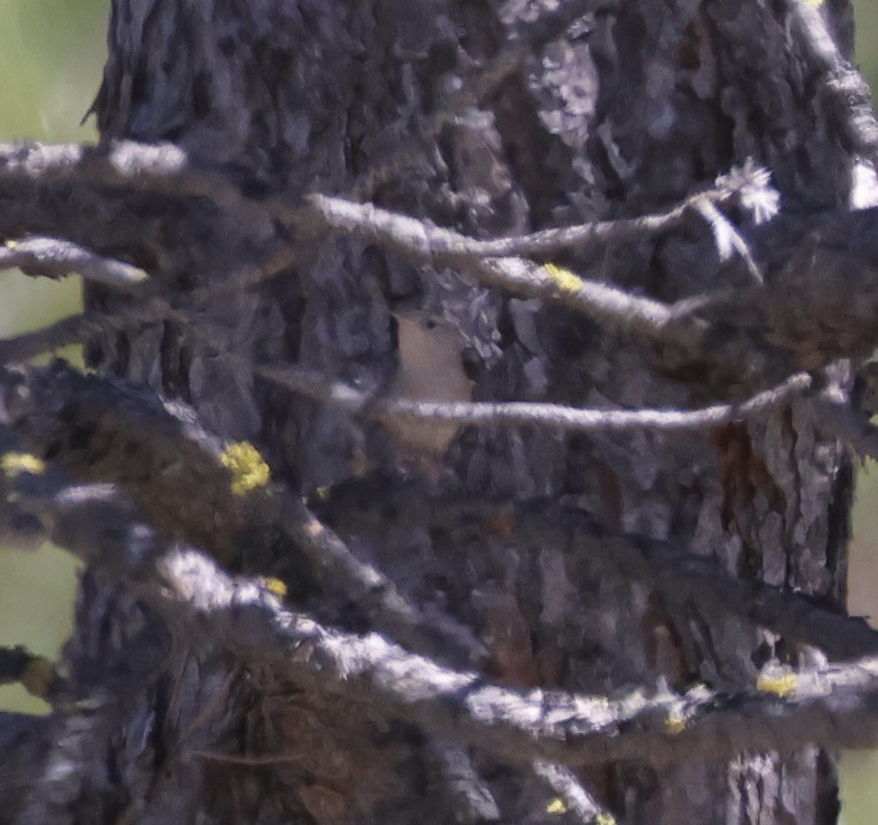 House Wren - Gretchen Framel