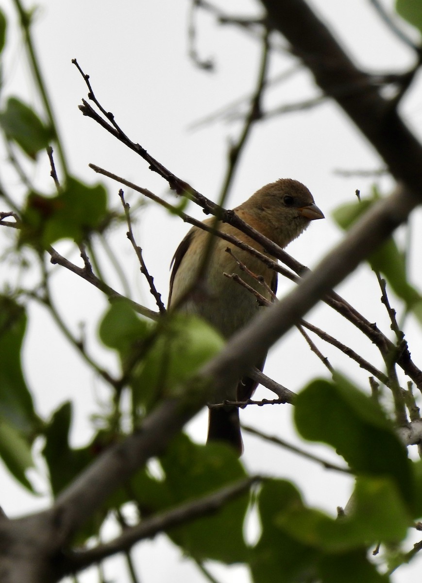 Lazuli Bunting - Christopher Daniels