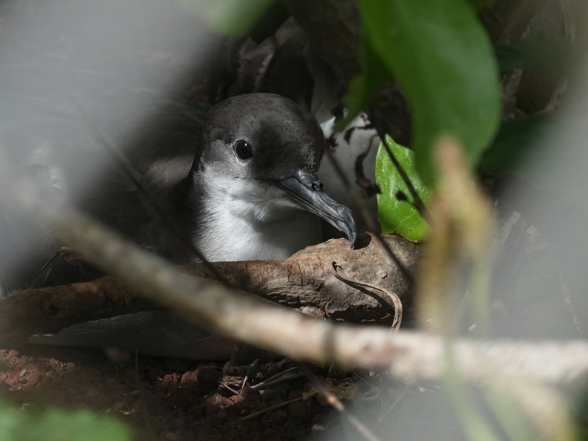 Wedge-tailed Shearwater - Merryl Edelstein