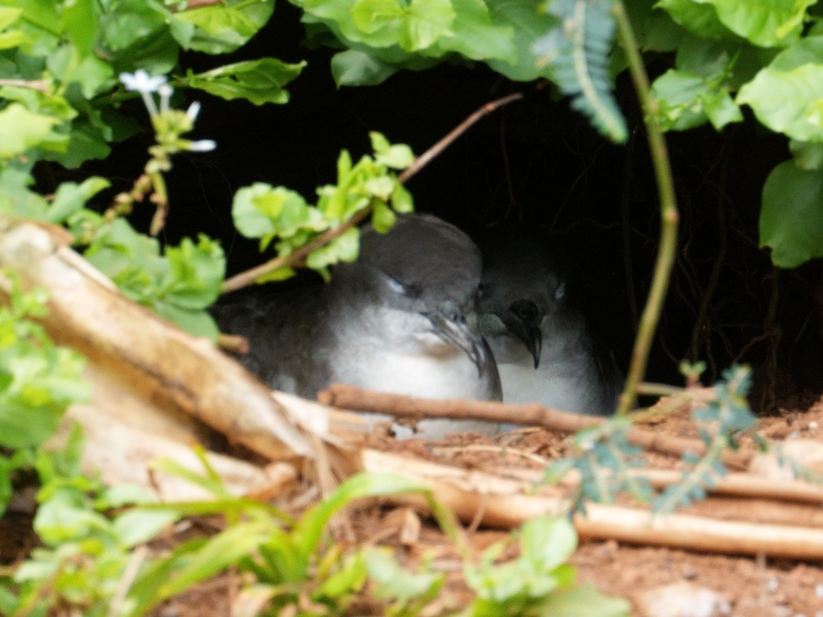 Wedge-tailed Shearwater - Merryl Edelstein