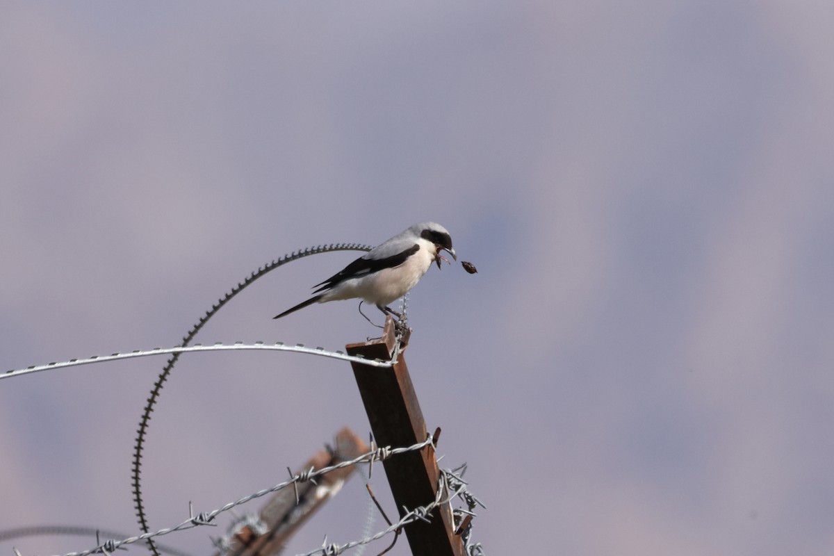 Lesser Gray Shrike - Padma Gyalpo