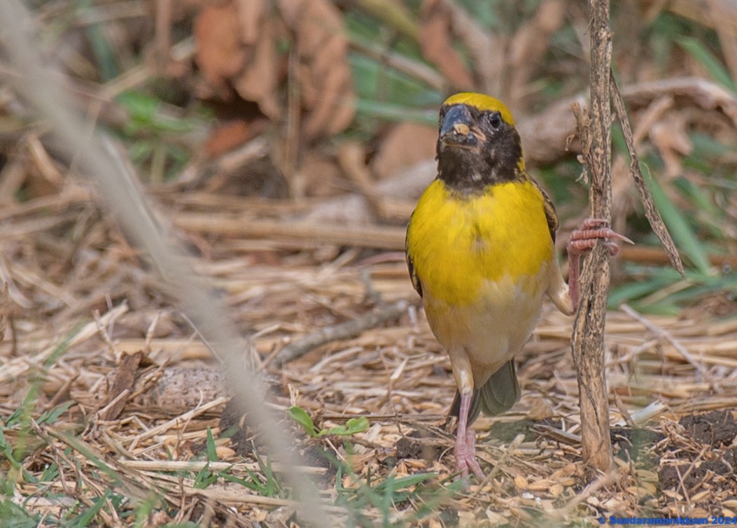 Baya Weaver - Sundara manikkam V R