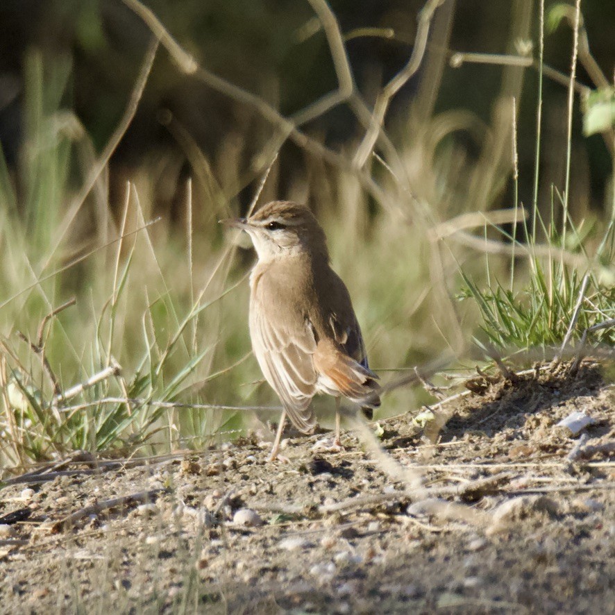 Rufous-tailed Scrub-Robin - Chris Limbach