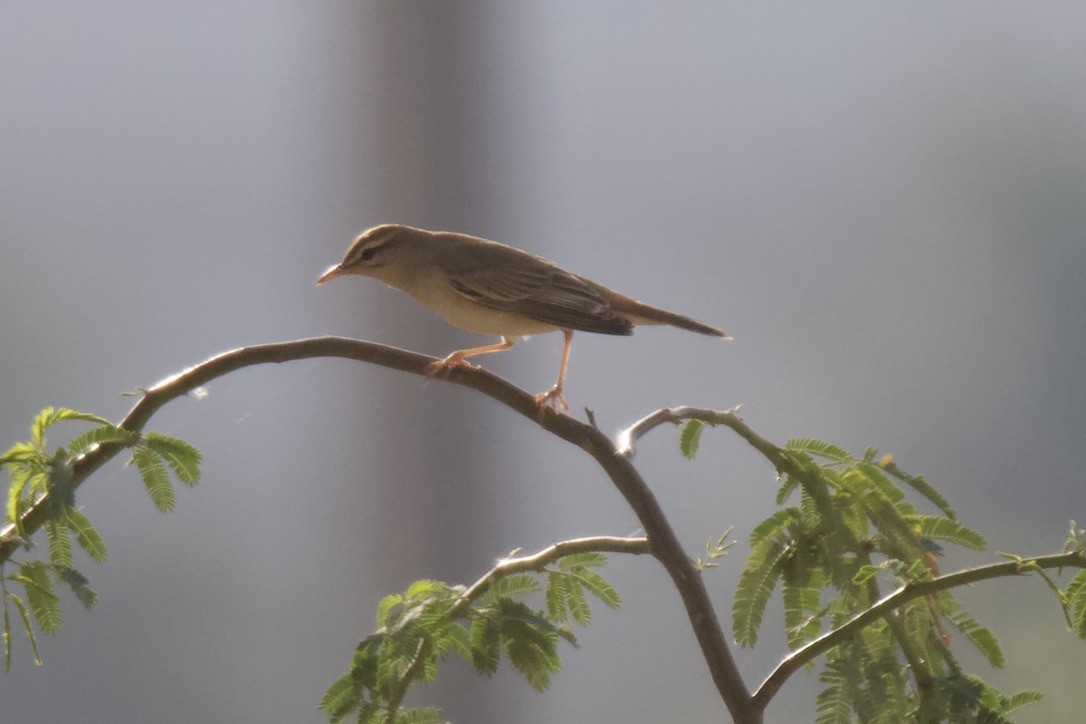 Rufous-tailed Scrub-Robin - Chris Limbach