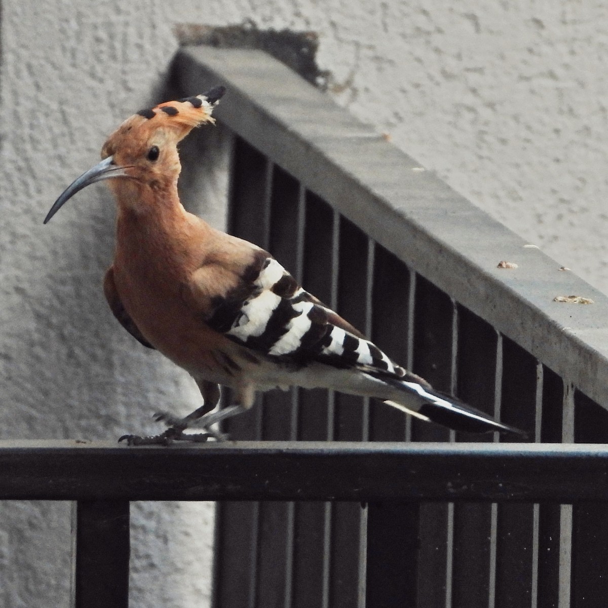 Eurasian Hoopoe - Aleksandra K