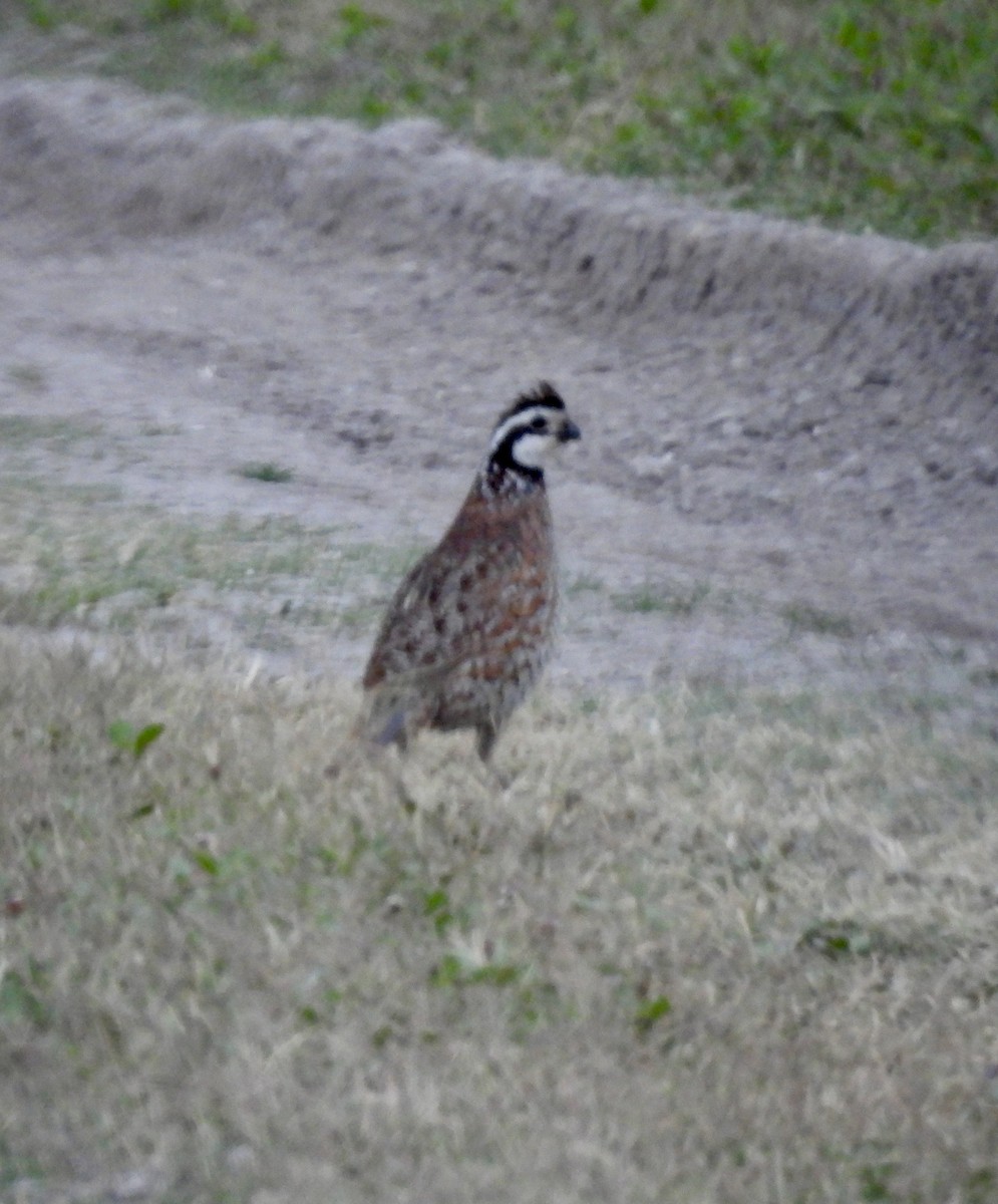 Northern Bobwhite - Christopher Daniels