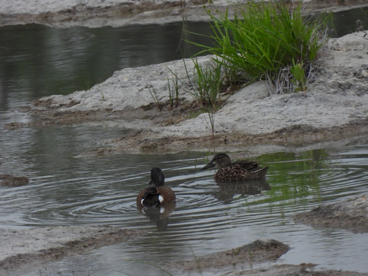 Blue-winged Teal - Christopher Daniels