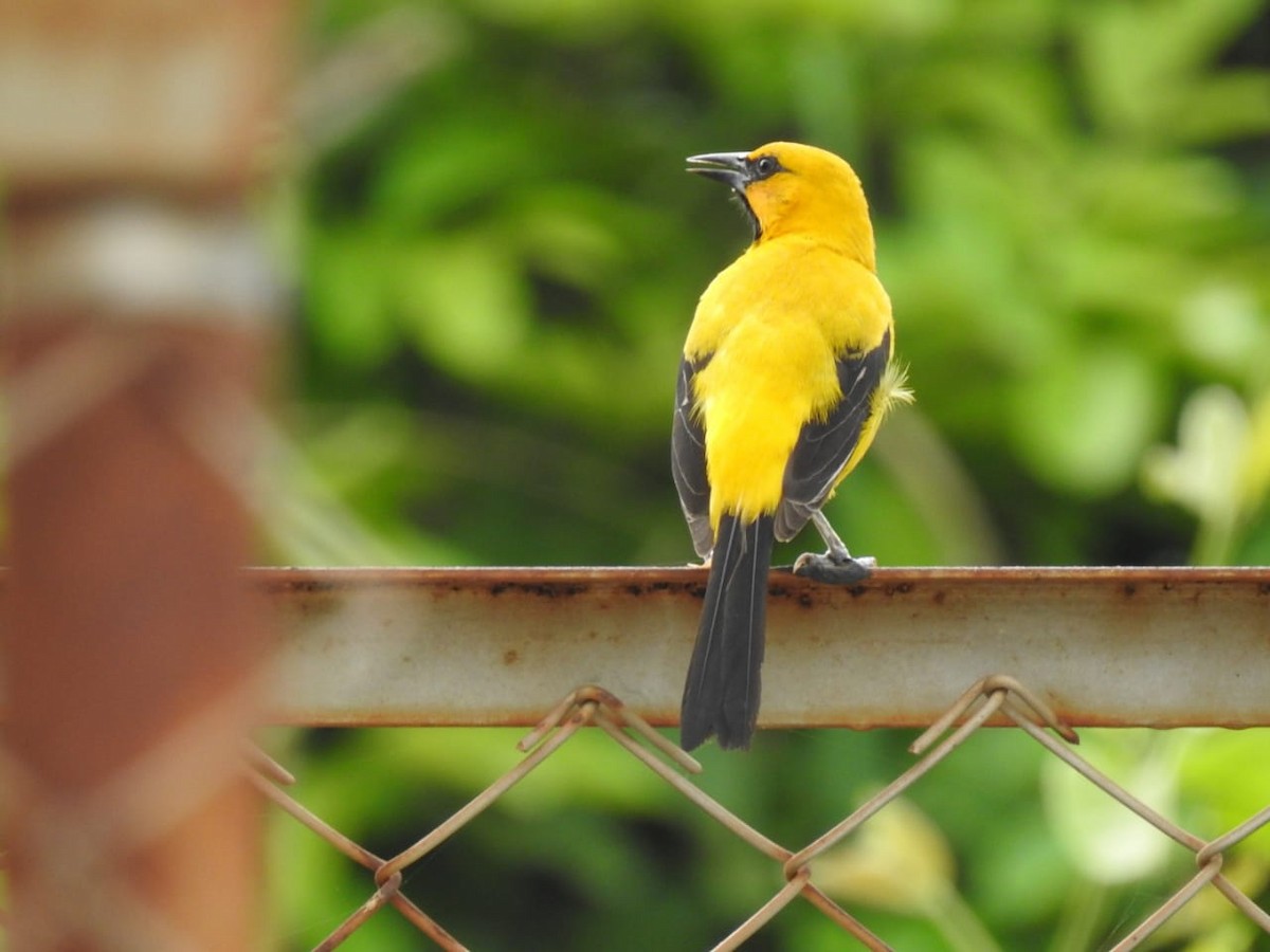 Yellow Oriole - Jorge Rengifo Luque