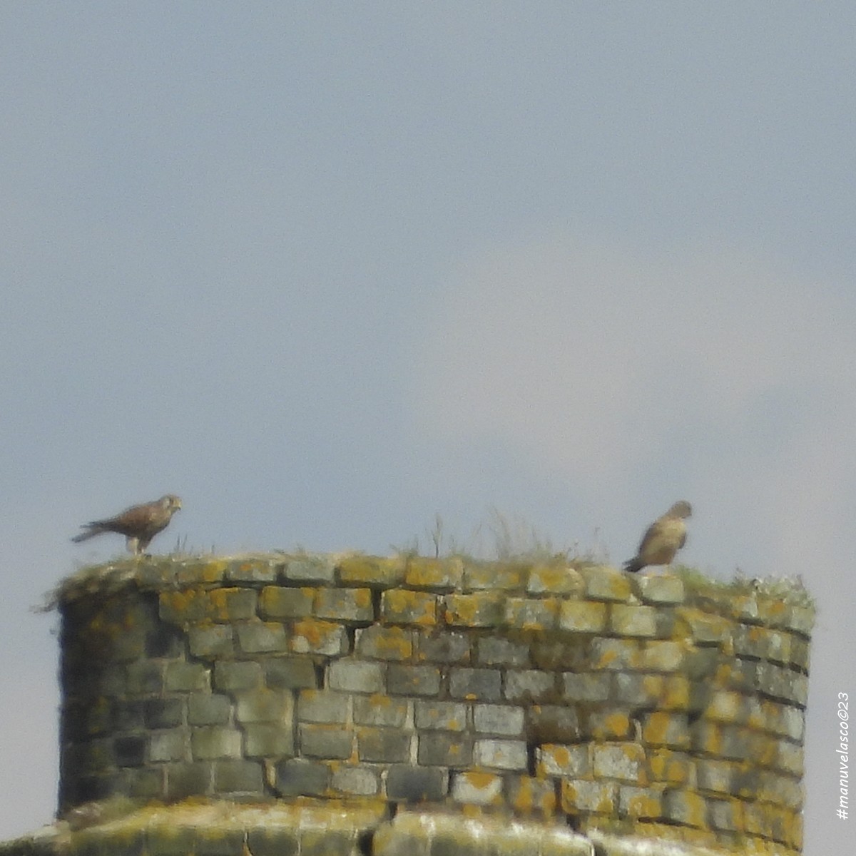 Eurasian Kestrel - ML618818439