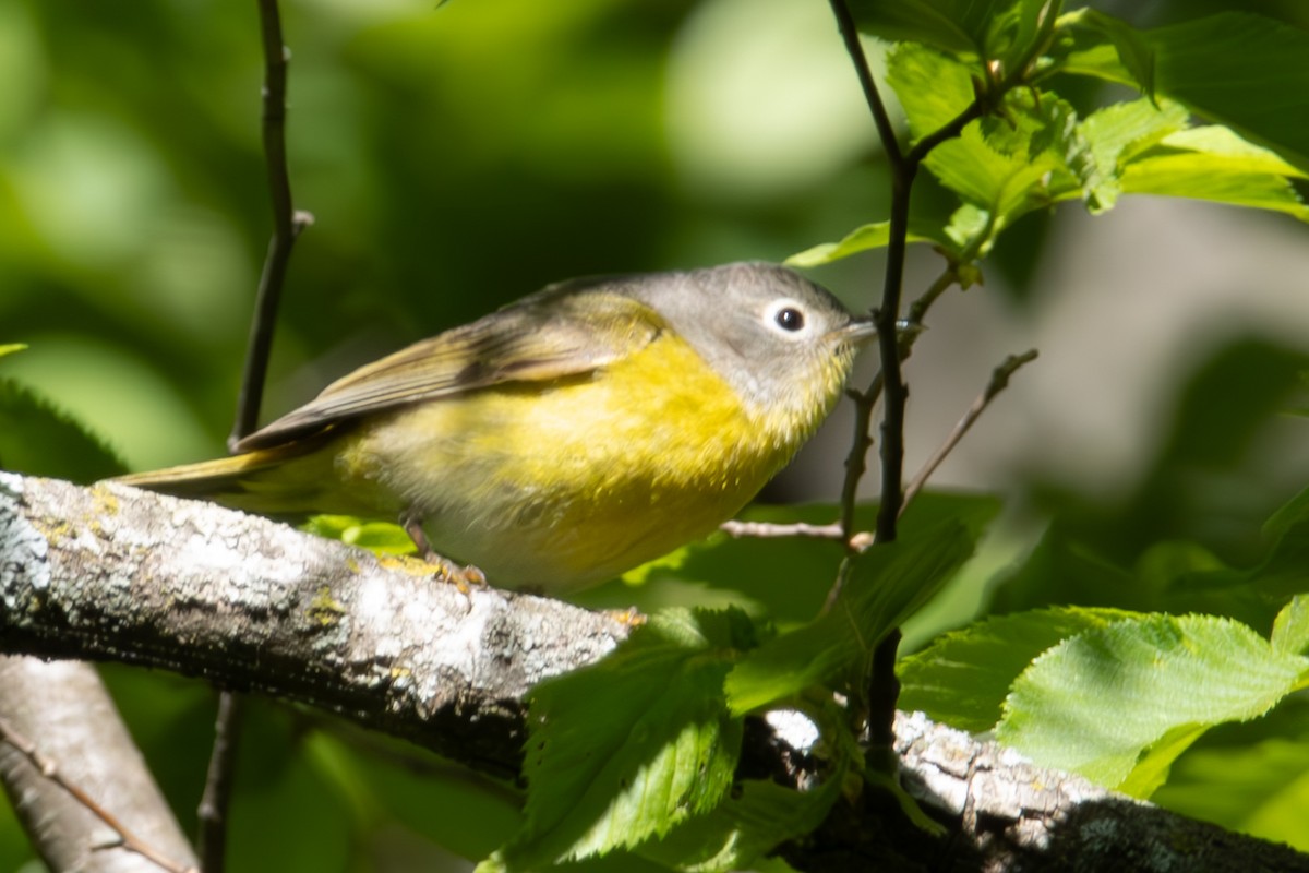 Nashville Warbler - Dylan Osterhaus