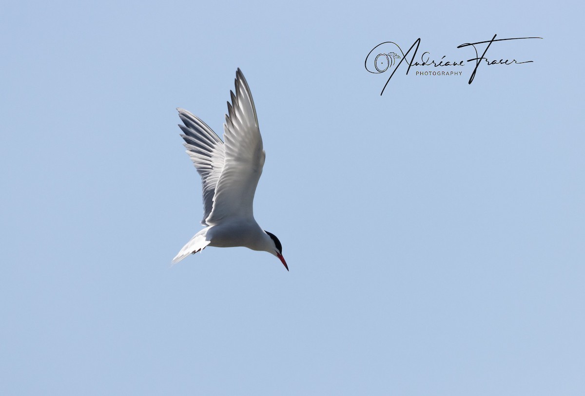 Common Tern - ML618818445