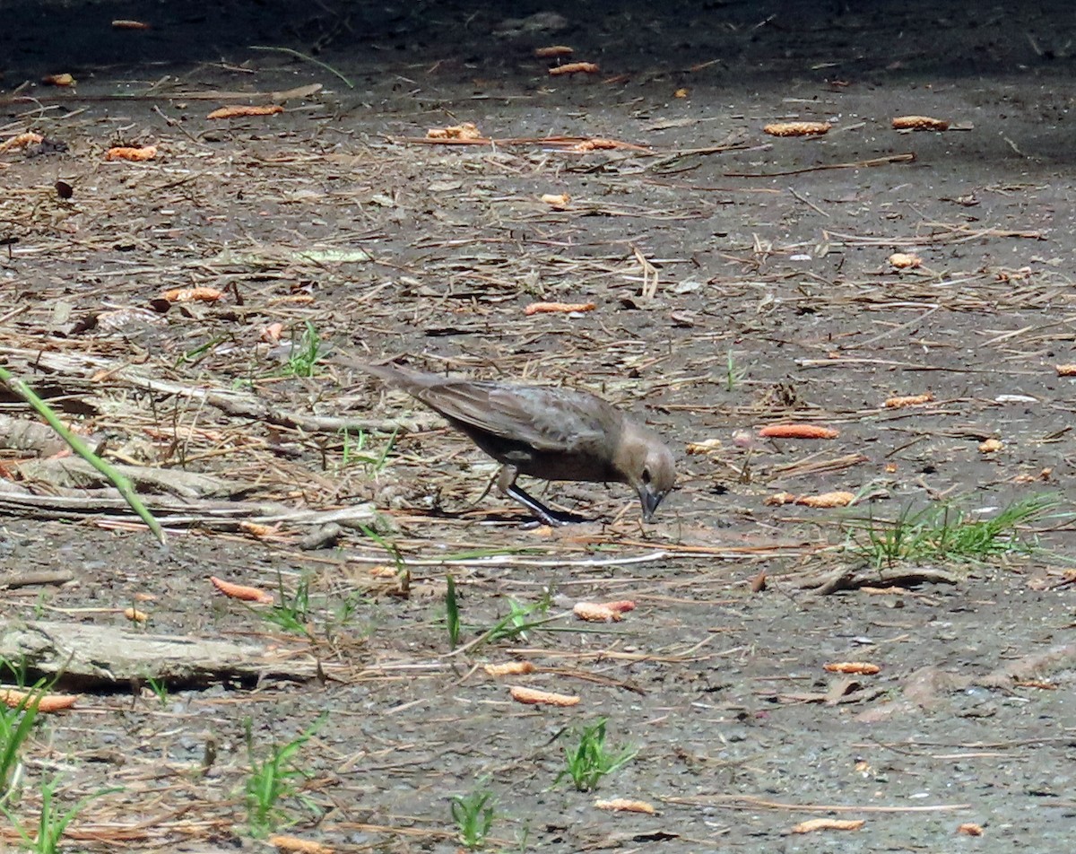 Brown-headed Cowbird - JoAnn Potter Riggle 🦤