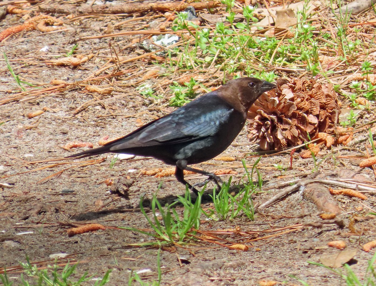 Brown-headed Cowbird - ML618818458