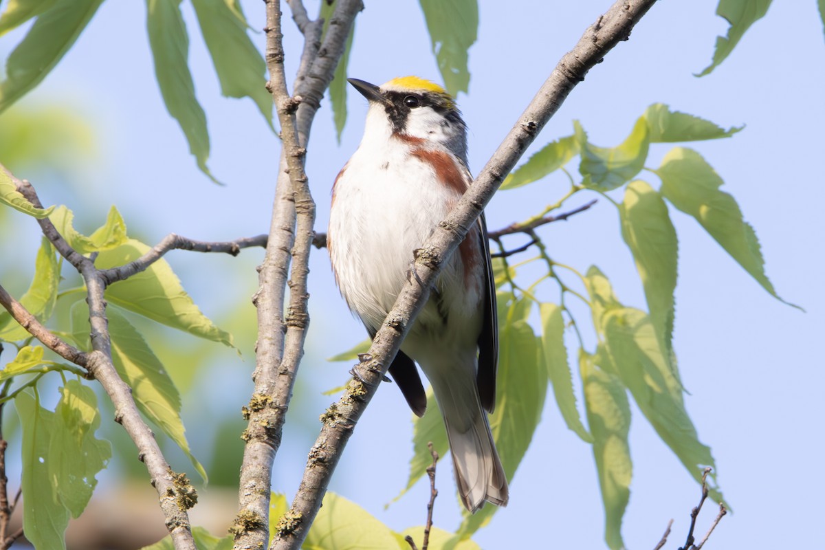 Chestnut-sided Warbler - Dylan Osterhaus