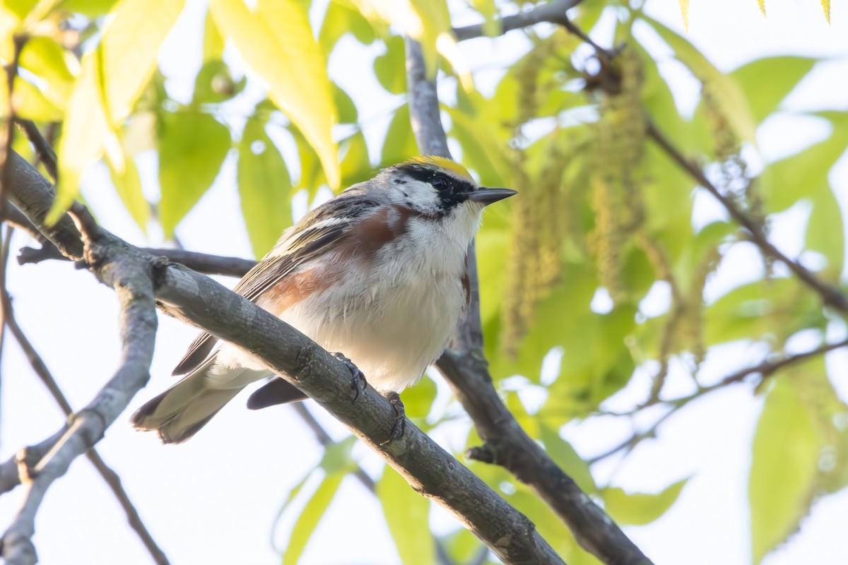 Chestnut-sided Warbler - Dylan Osterhaus