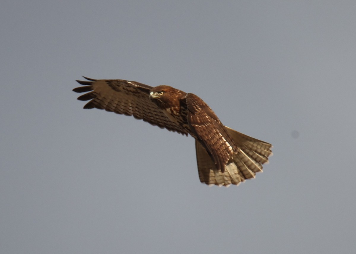 Red-tailed Hawk - Linda Dalton