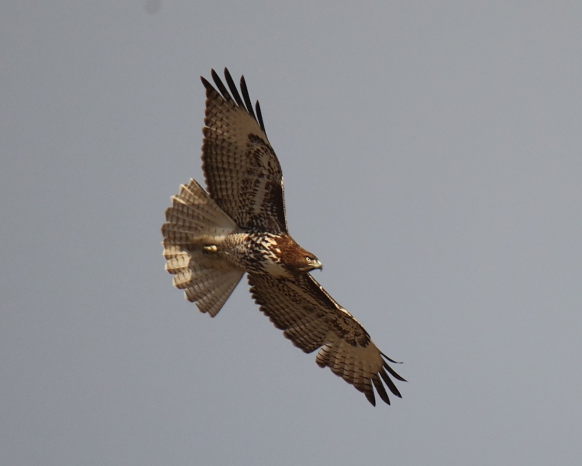 Red-tailed Hawk - Linda Dalton