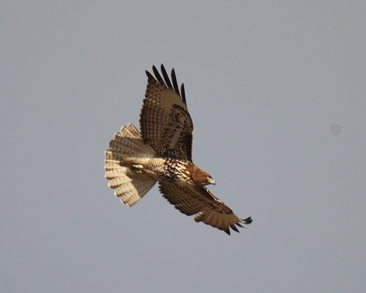 Red-tailed Hawk - Linda Dalton