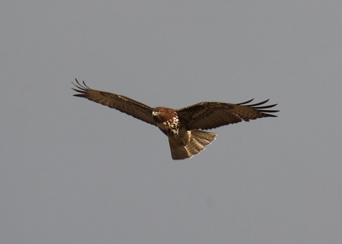 Red-tailed Hawk - Linda Dalton