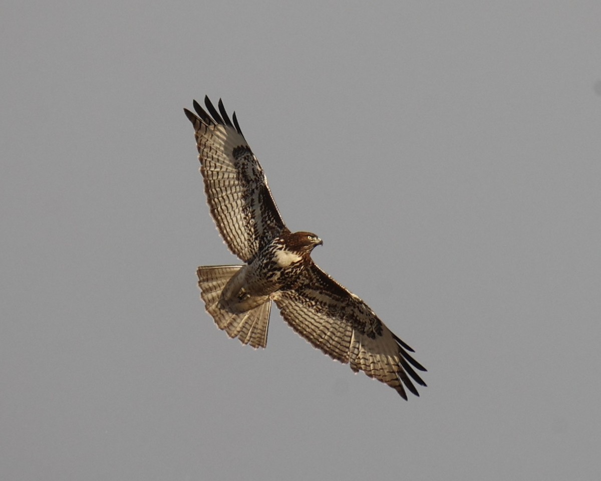 Red-tailed Hawk - Linda Dalton