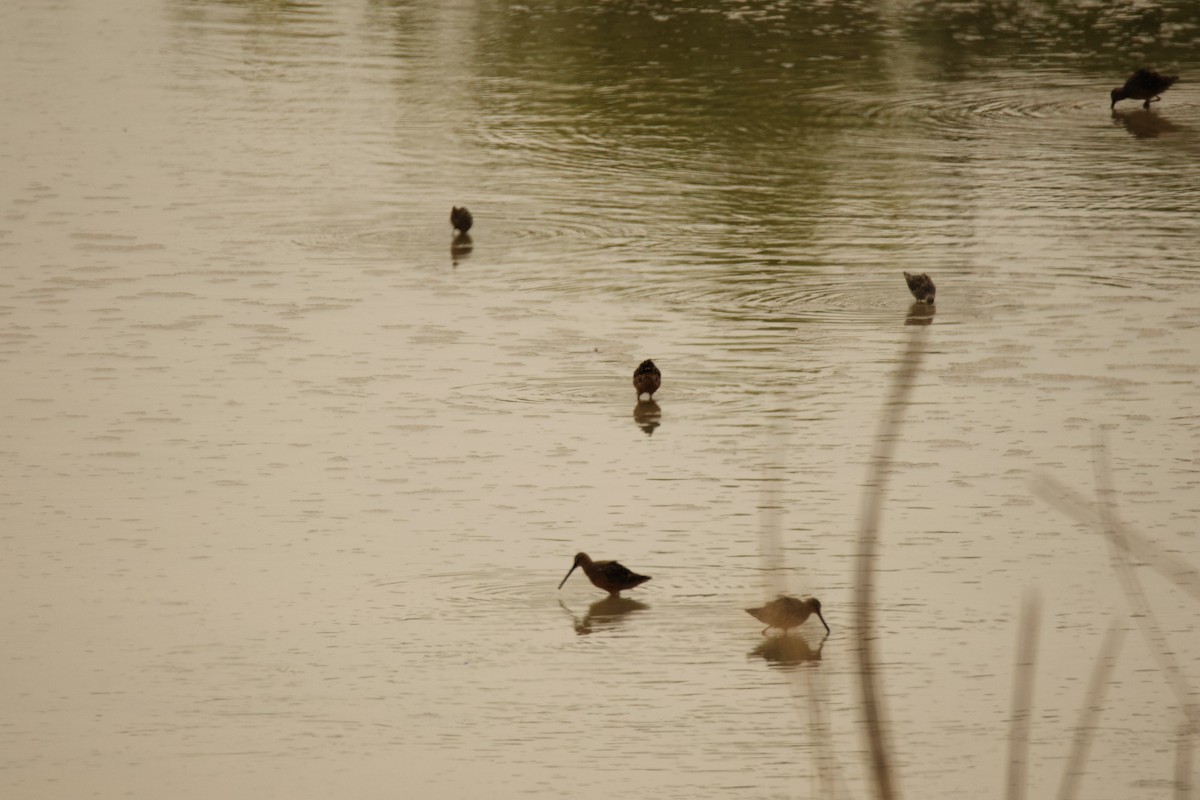 Long-billed Dowitcher - ML618818489