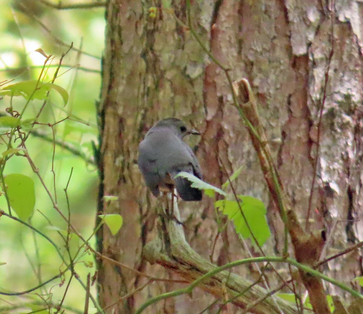 Gray Catbird - JoAnn Potter Riggle 🦤