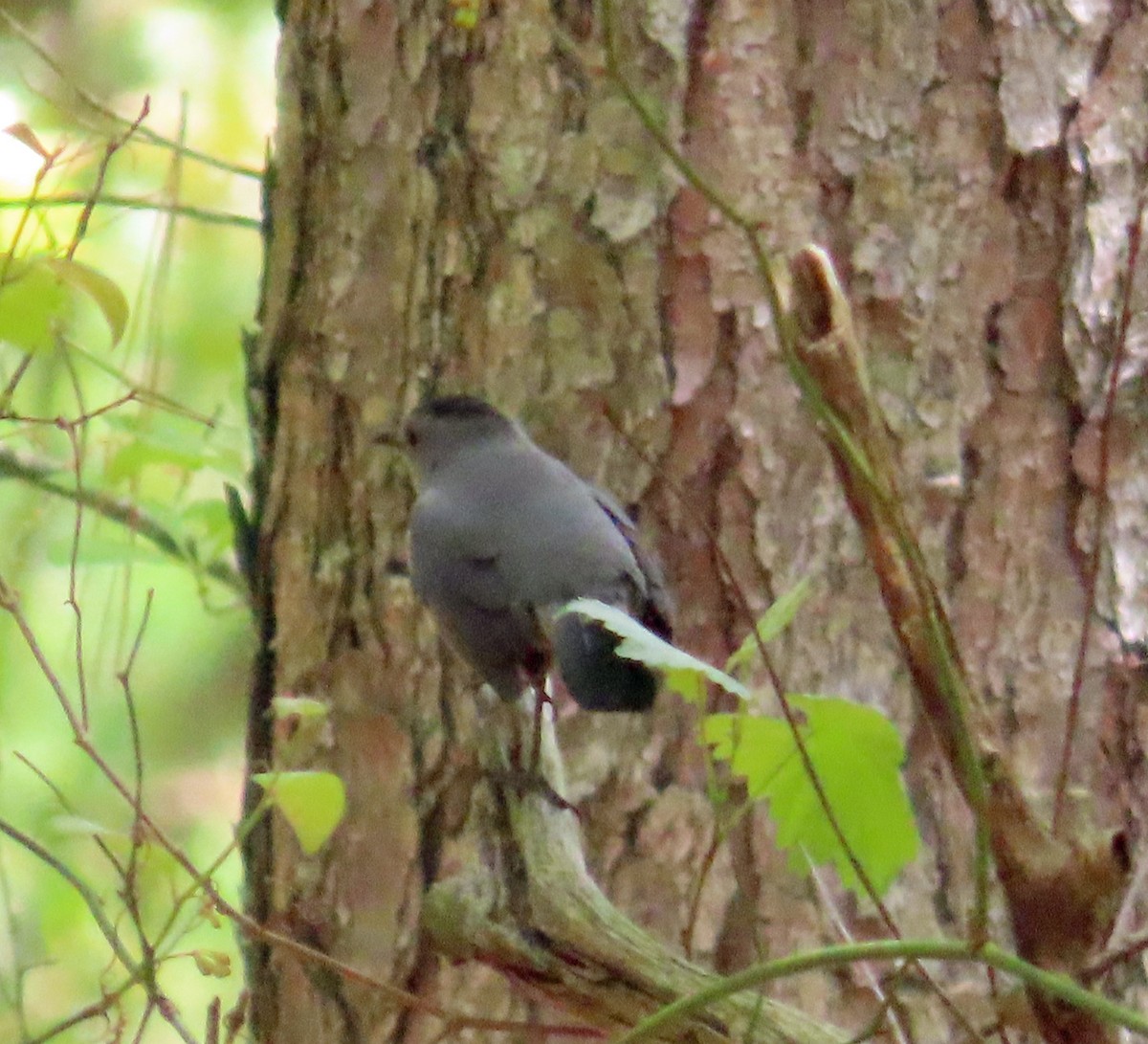 Gray Catbird - JoAnn Potter Riggle 🦤