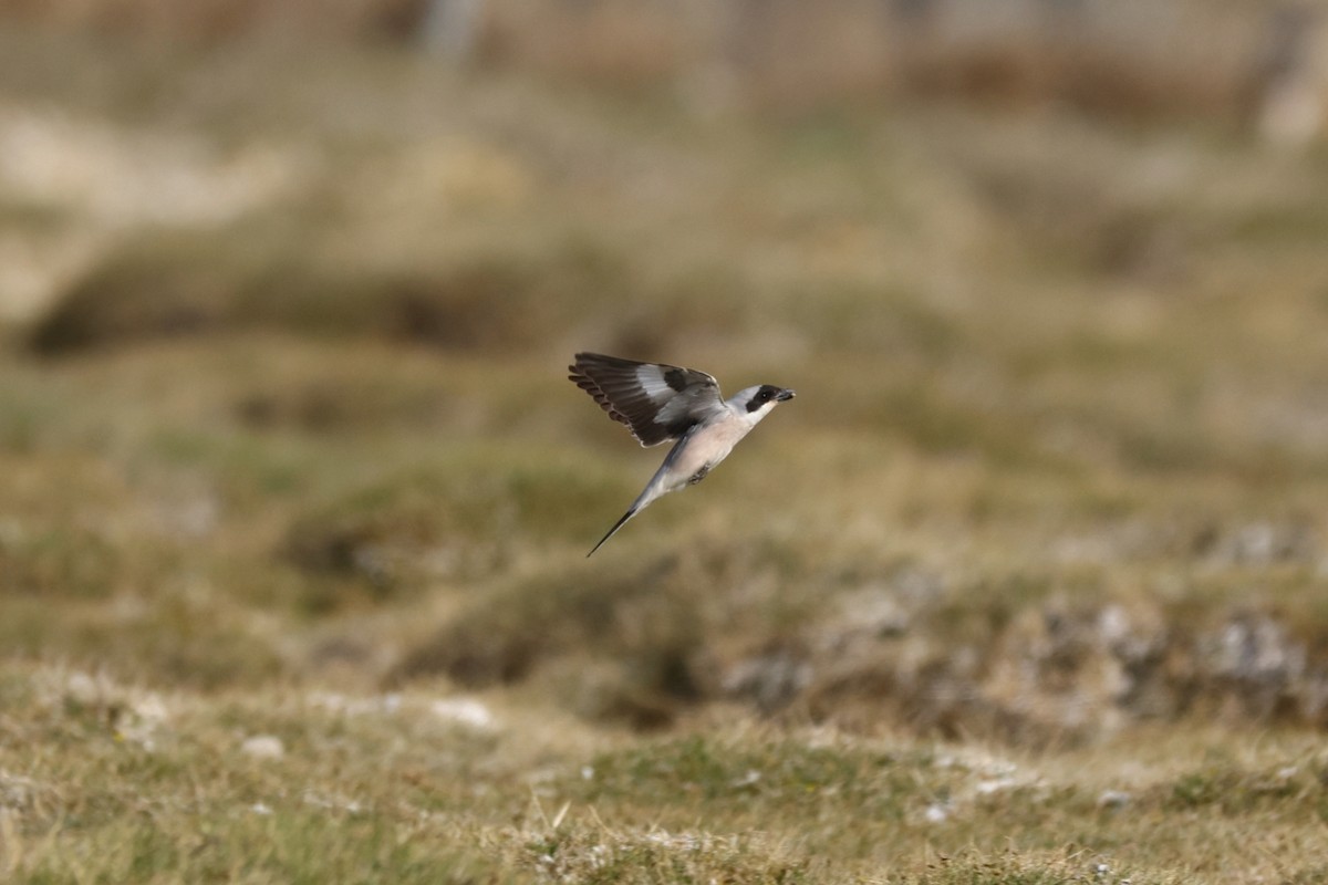 Lesser Gray Shrike - Padma Gyalpo