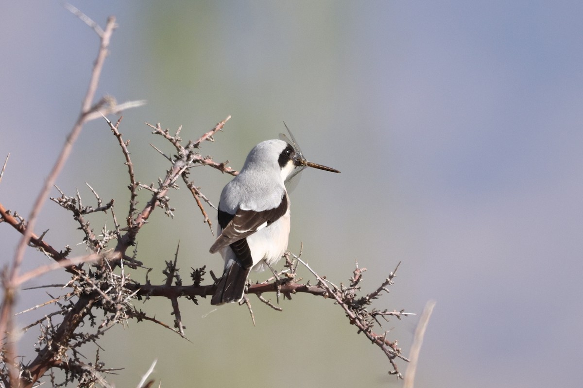 Lesser Gray Shrike - Padma Gyalpo