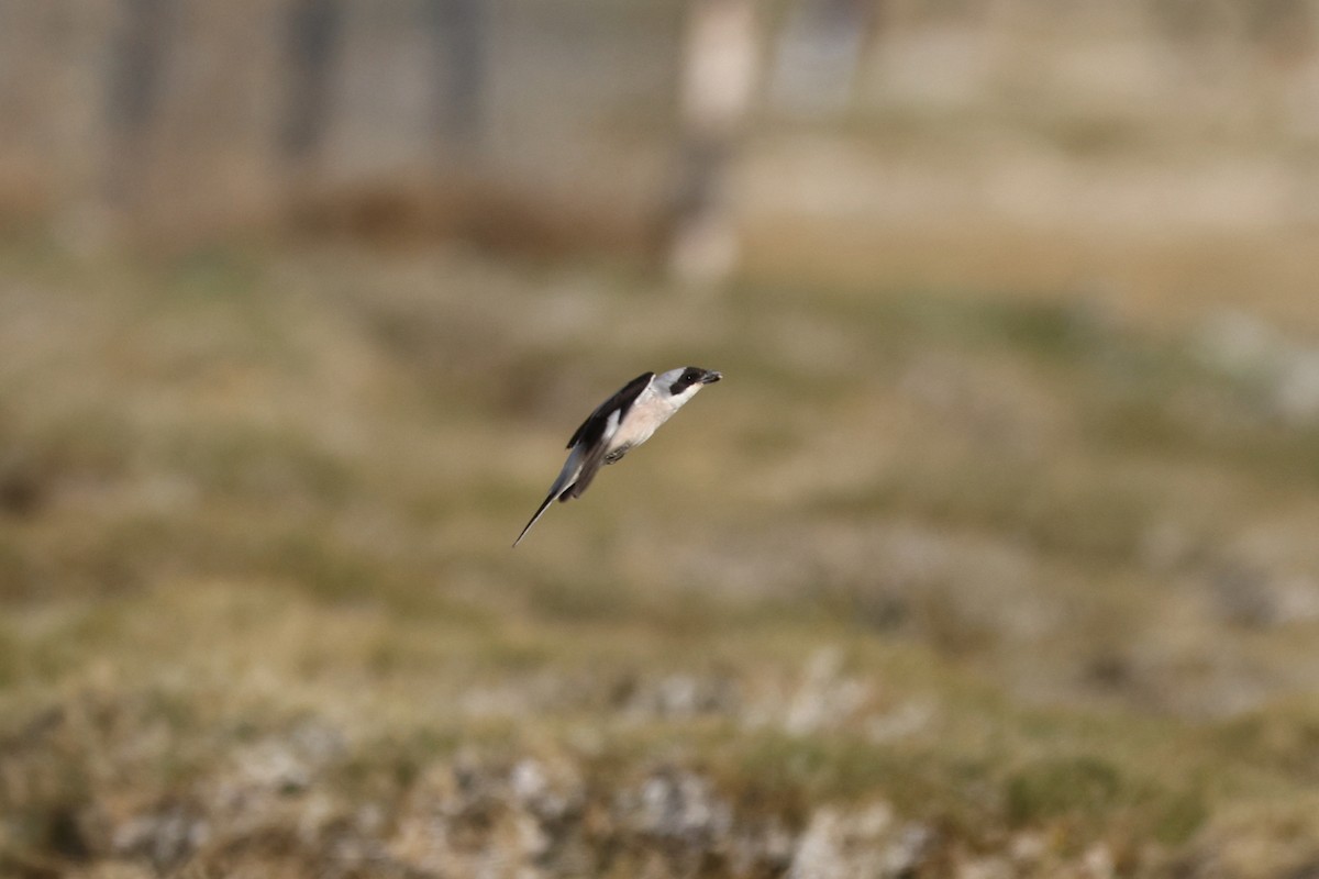 Lesser Gray Shrike - Padma Gyalpo