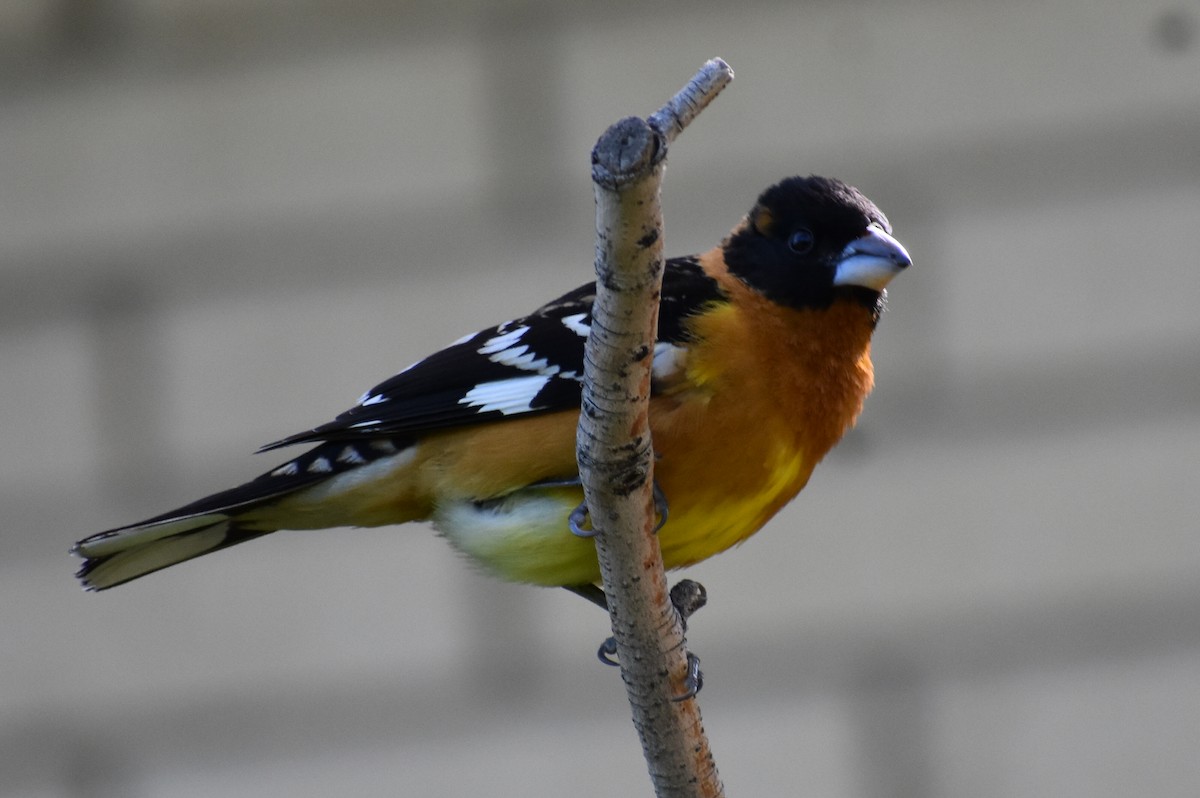 Black-headed Grosbeak - Darren Hall