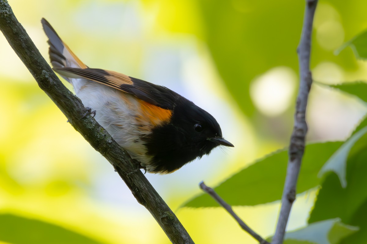 American Redstart - Dylan Osterhaus