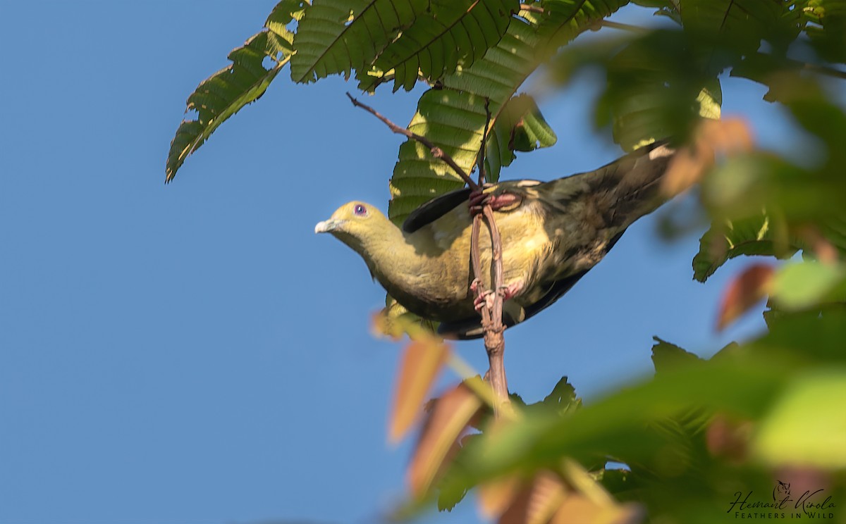 Wedge-tailed Green-Pigeon - Hemant Kirola