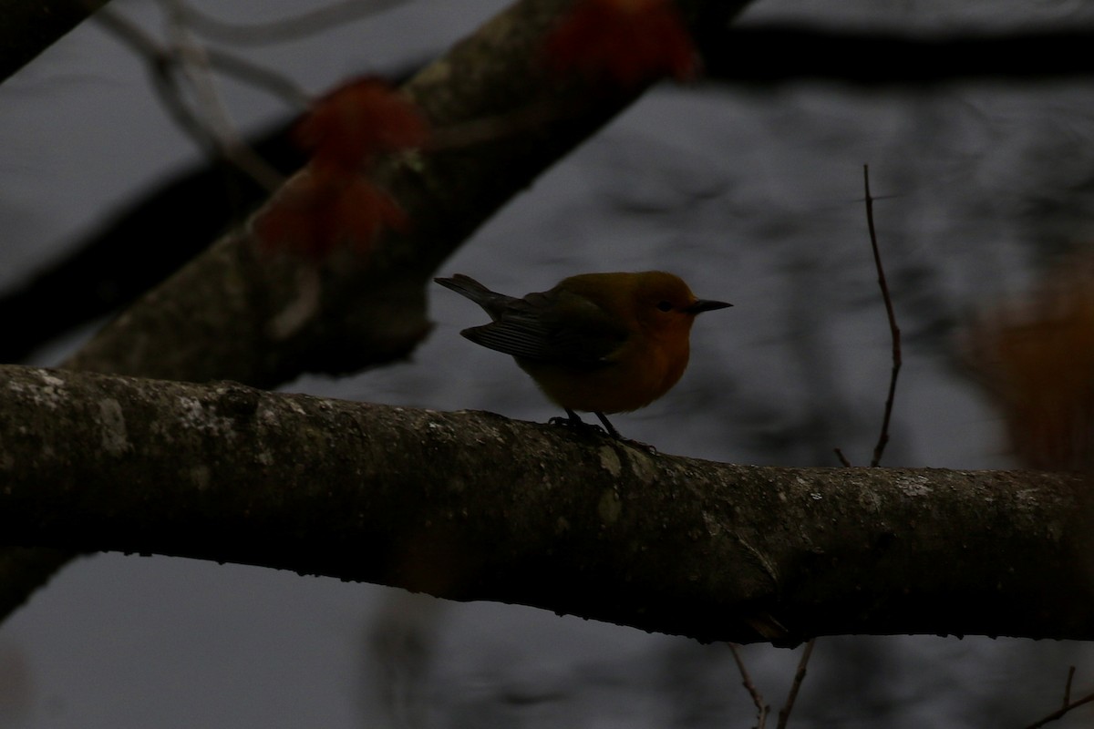 Prothonotary Warbler - ML618818512