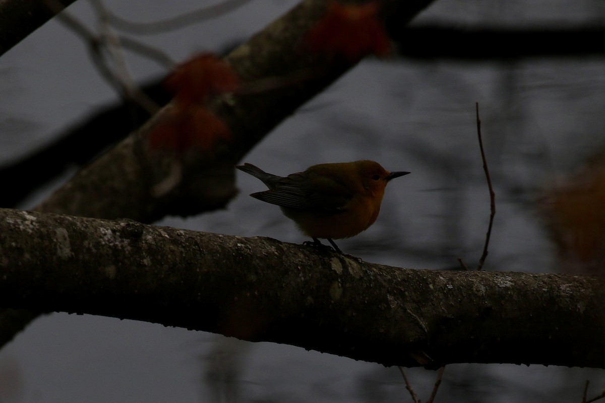 Prothonotary Warbler - ML618818513