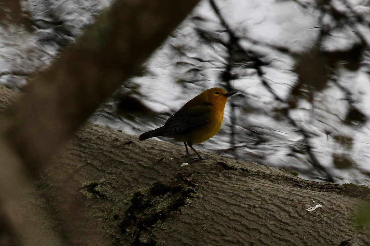 Prothonotary Warbler - ML618818514