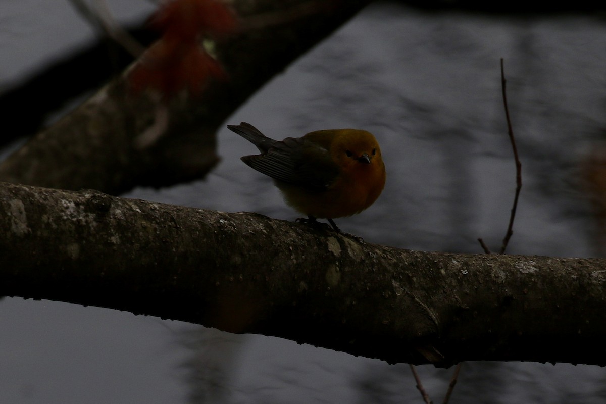 Prothonotary Warbler - ML618818515
