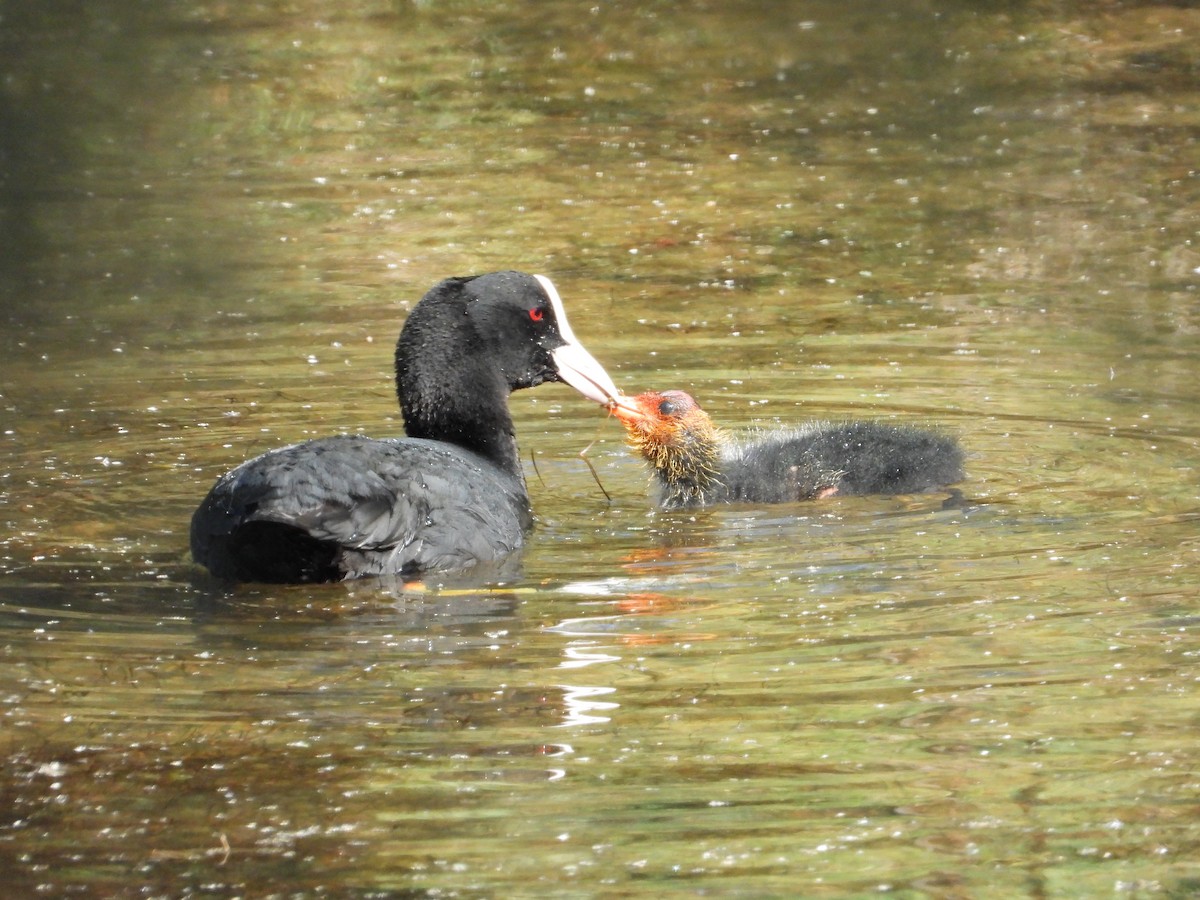 Eurasian Coot - Pablo García