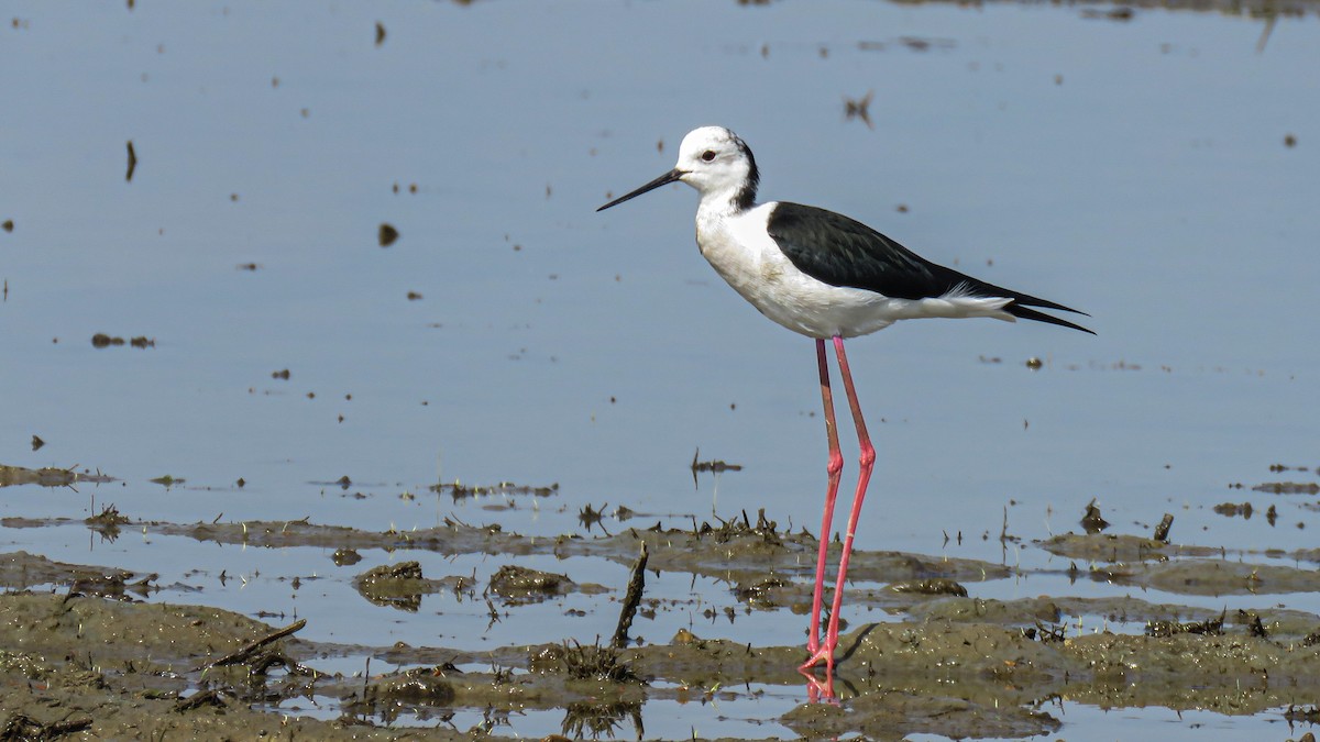 Black-winged Stilt - Andres J.S. Carrasco