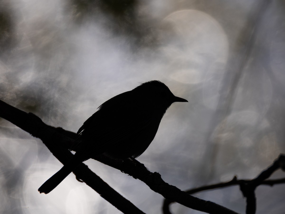 Gray Catbird - Karim Bouzidi