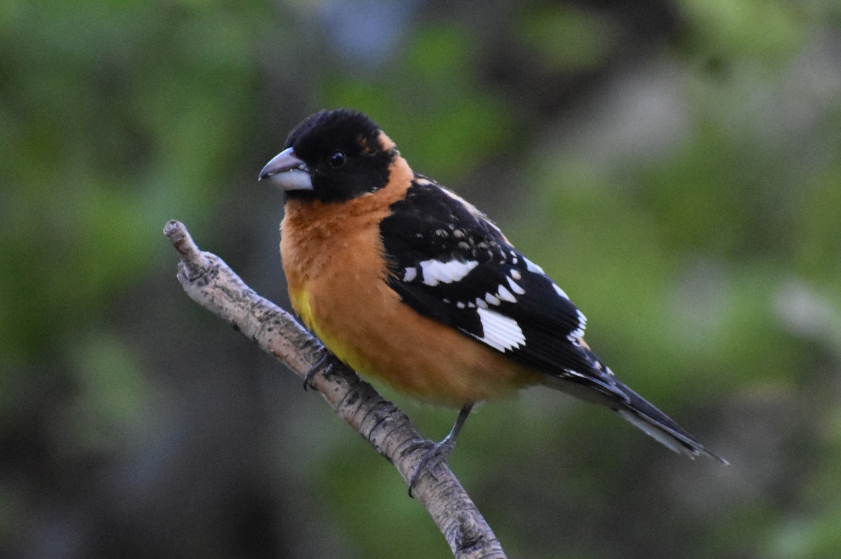 Black-headed Grosbeak - ML618818524