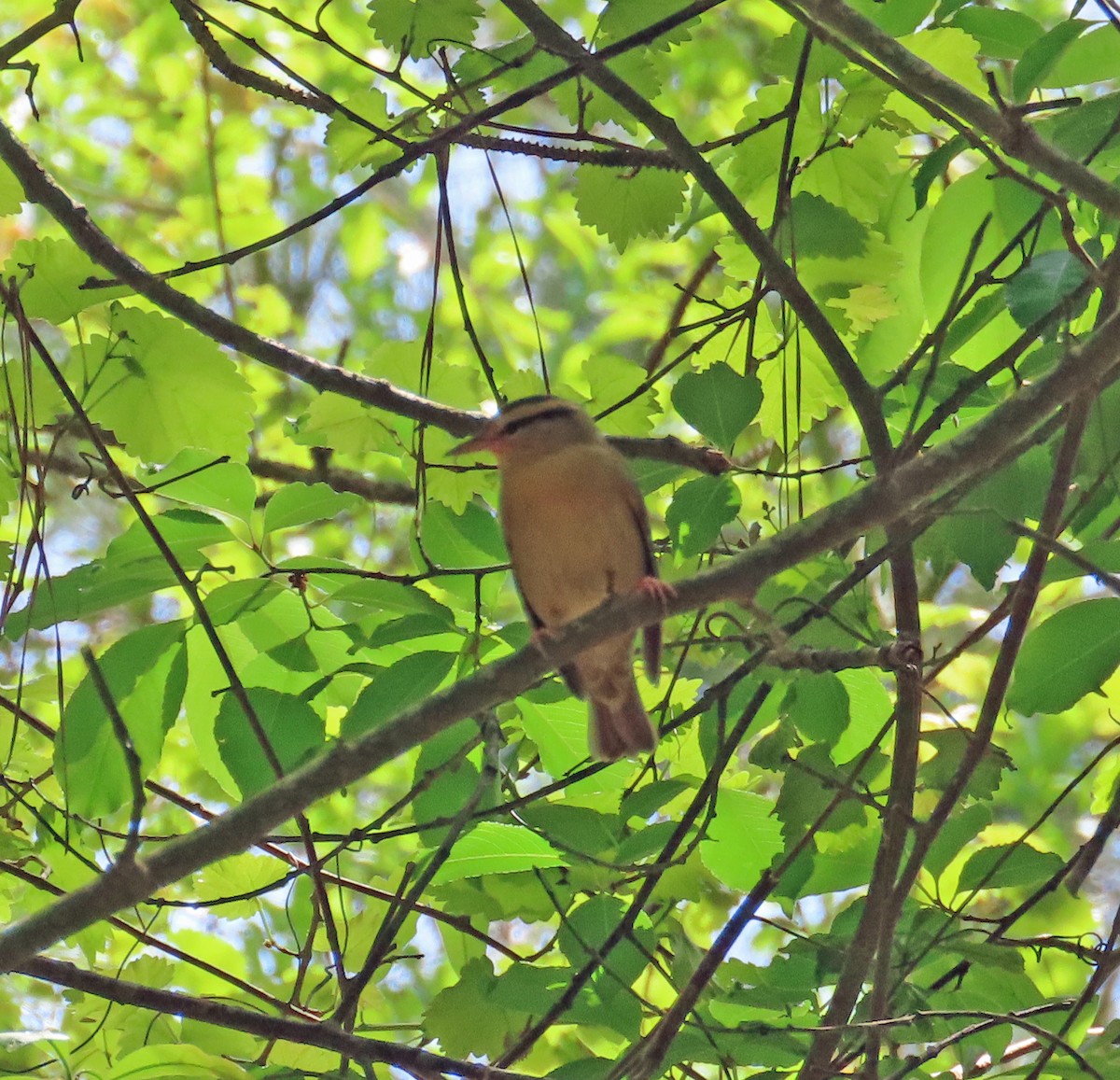 Worm-eating Warbler - ML618818535