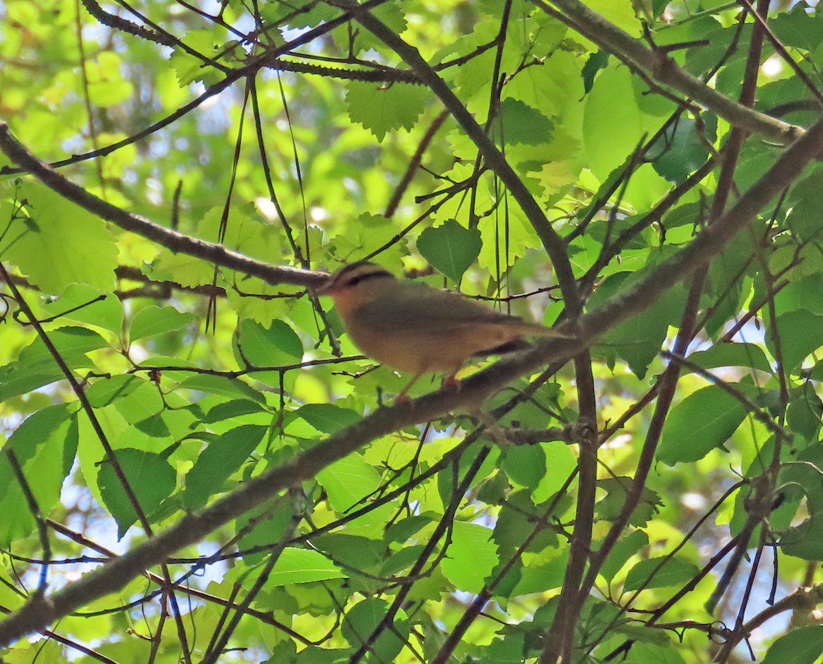 Worm-eating Warbler - ML618818536