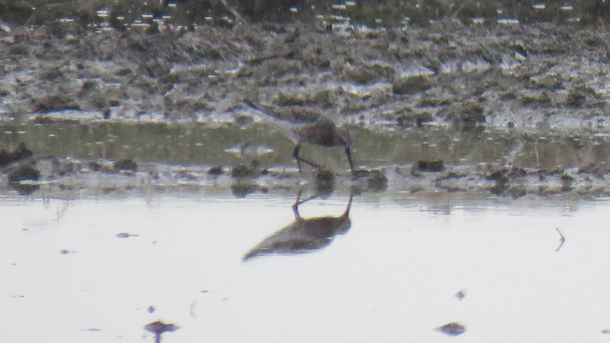 Curlew Sandpiper - Andres J.S. Carrasco