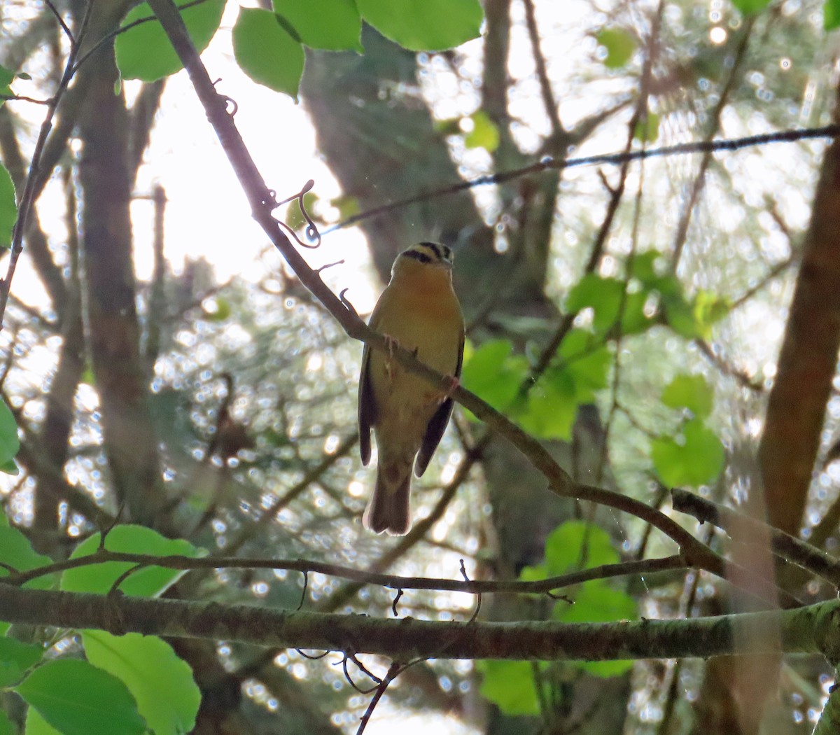 Worm-eating Warbler - ML618818540