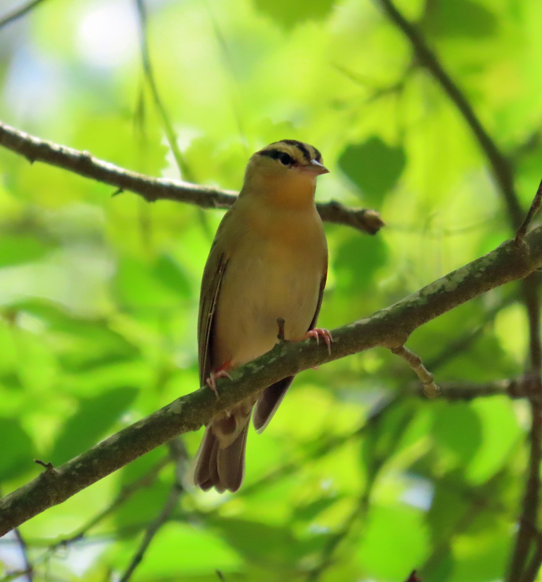 Worm-eating Warbler - JoAnn Potter Riggle 🦤