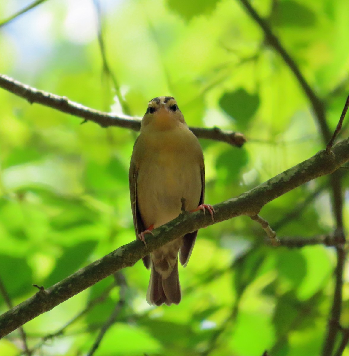 Worm-eating Warbler - JoAnn Potter Riggle 🦤