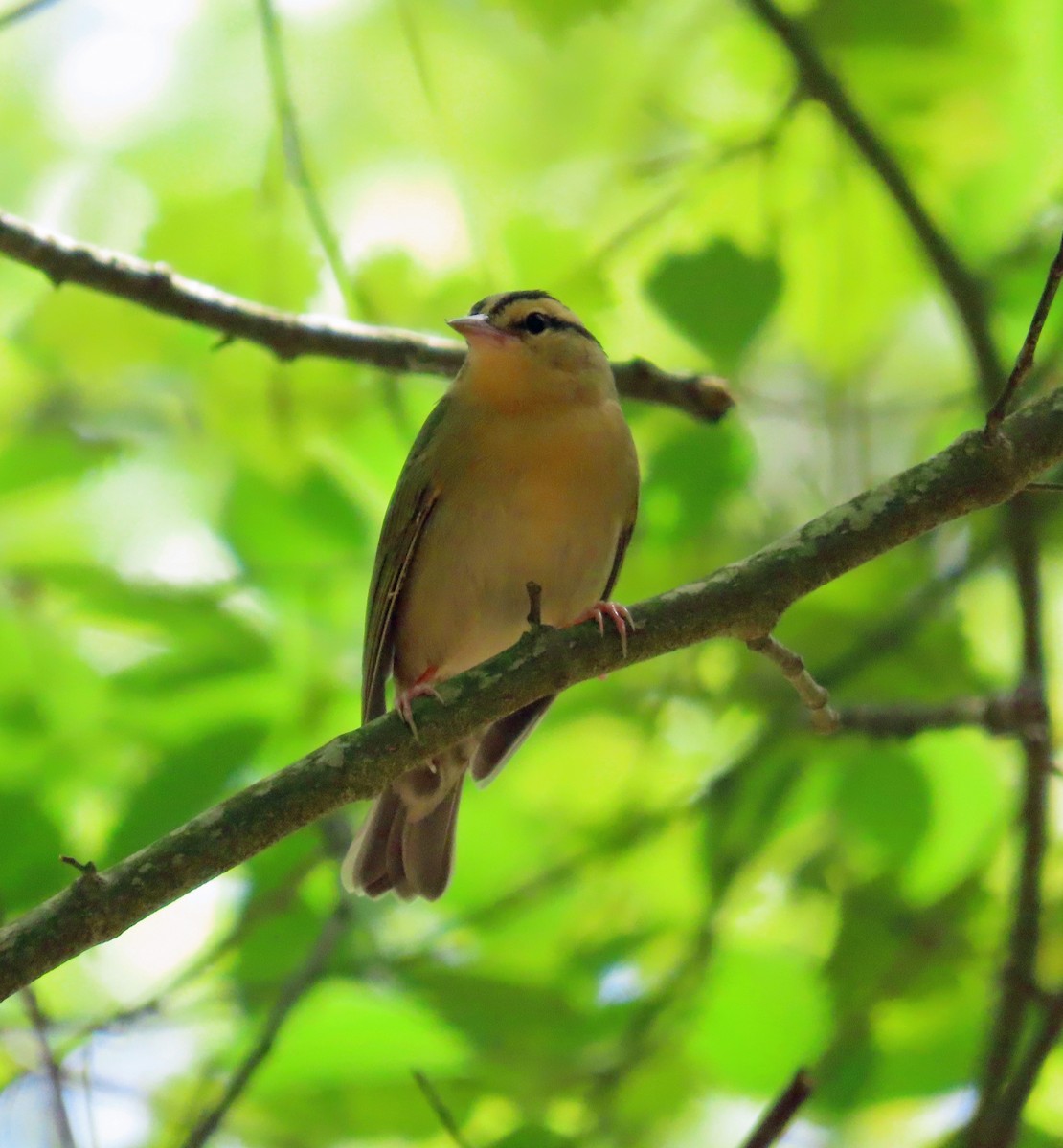 Worm-eating Warbler - ML618818543